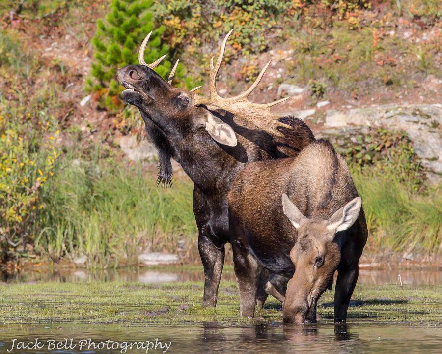 bull moose and cow links