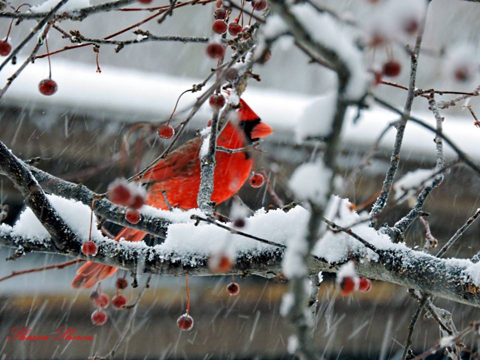 cardinal links