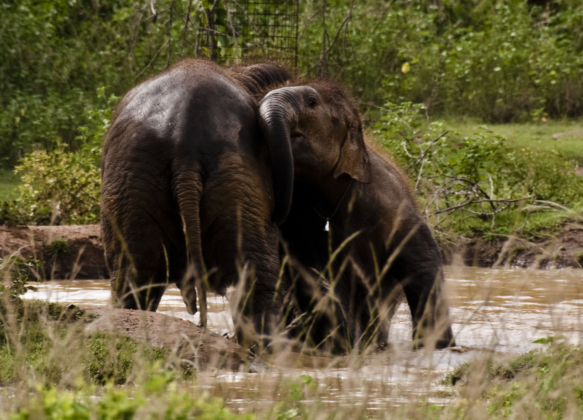 elephants links