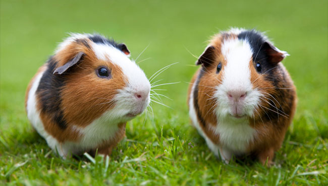 guinea-pig-behavior