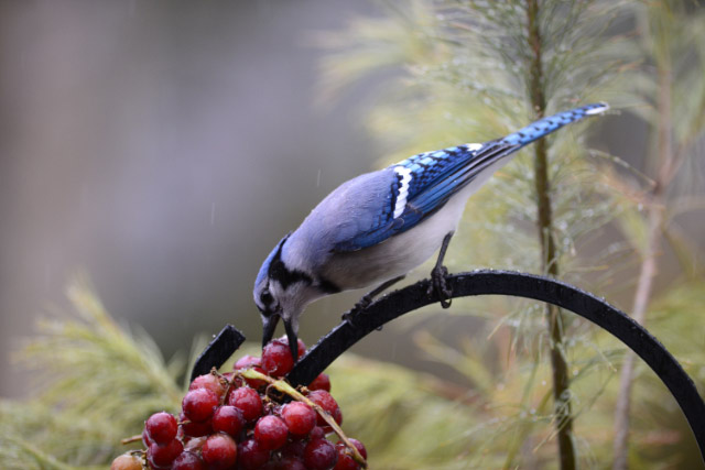 jay and berries 1 links