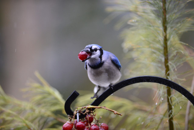 jay and berries 2 links