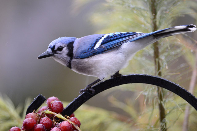 pretty blue jay links