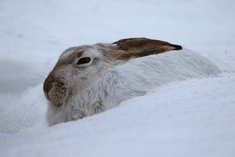 white-tailed-rabbit links