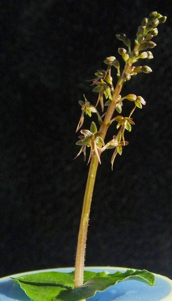 Heart-leaved-Twayblade