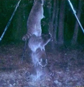 clever raccoons links