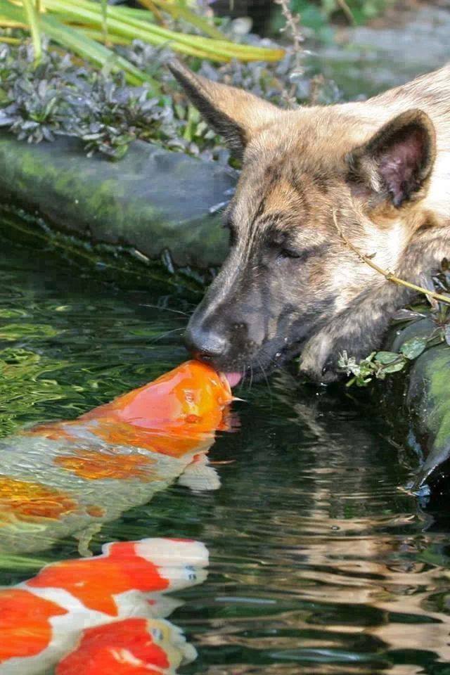 dog and carp links