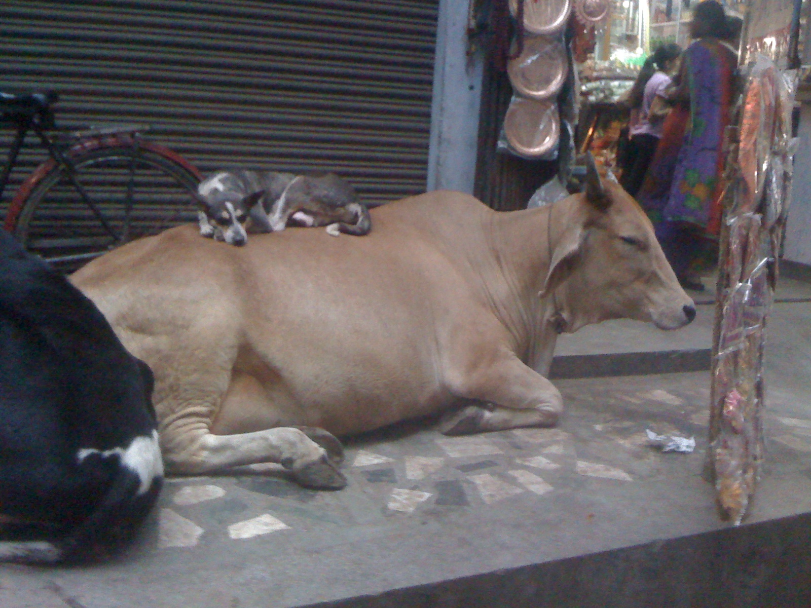 dog and cow links