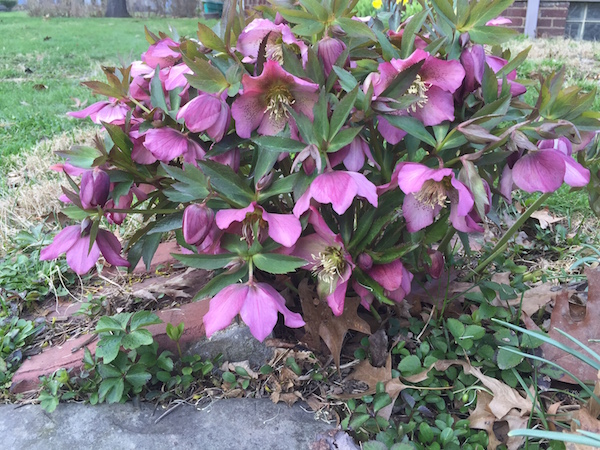 lenten_rose