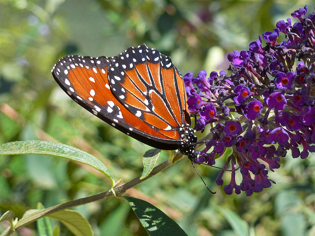monarch_butterfly_links