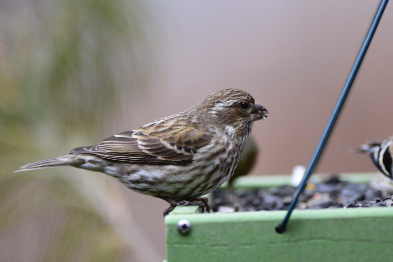 mystery bird links