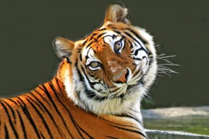Beautiful-Tiger1