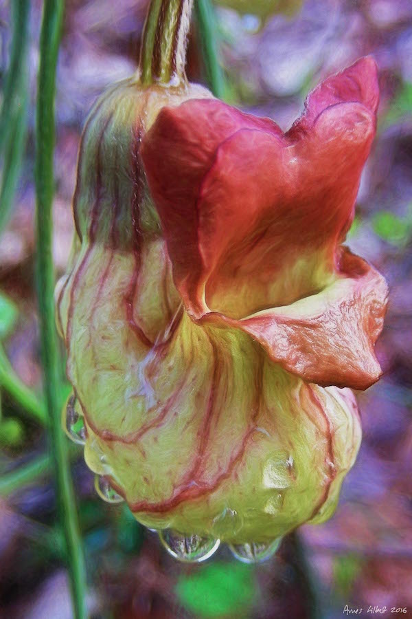 %Dutchman's Pipe flower 1 paint