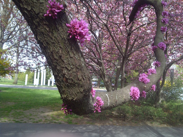 Hofstra_campus