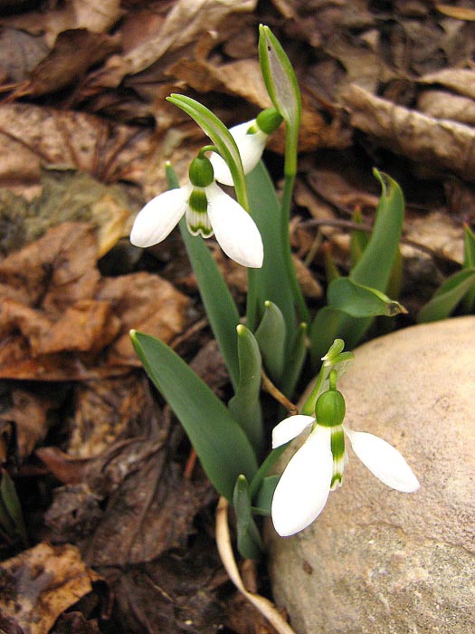 Last of the SnowdropS