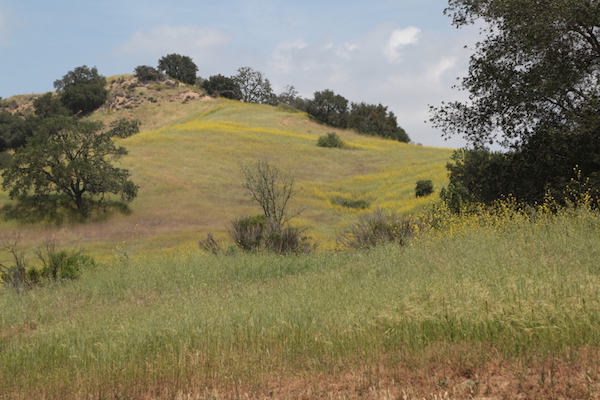 Malibu-Creek-April-2015-CN2A9744