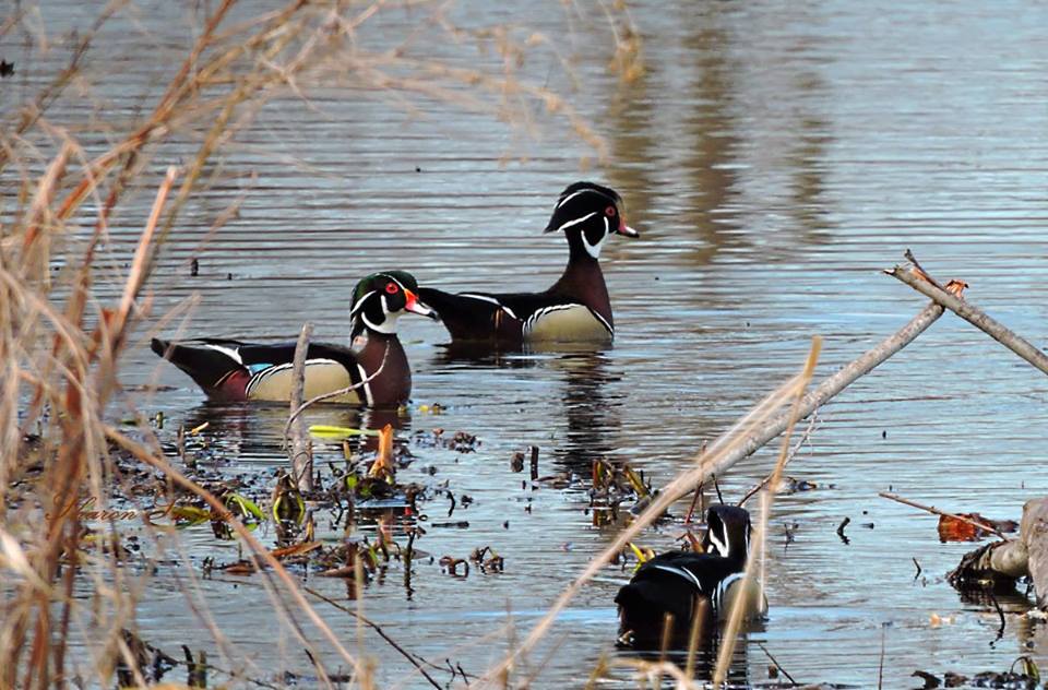 Wood ducks links