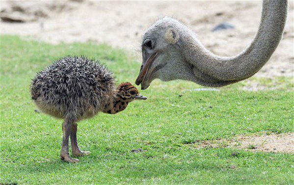 baby_ostrich