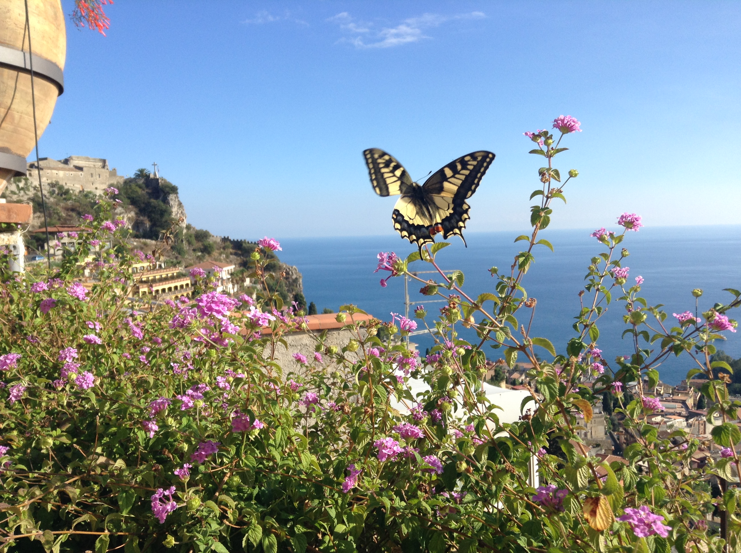 buttterfly sicily links