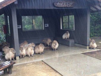 capybaras in rain links