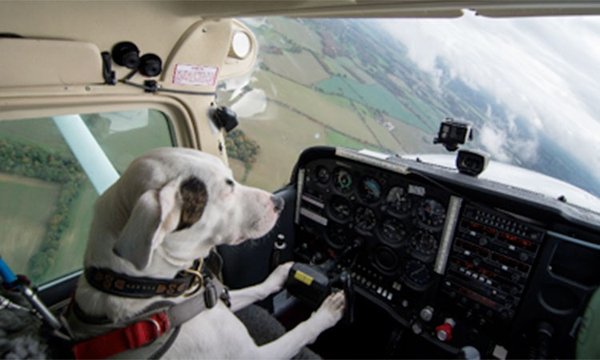 dog_plane