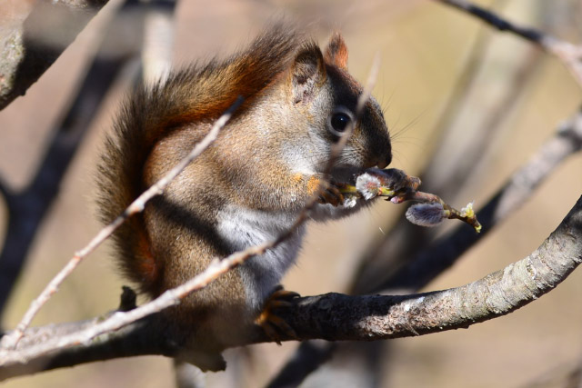 eating squirrel links