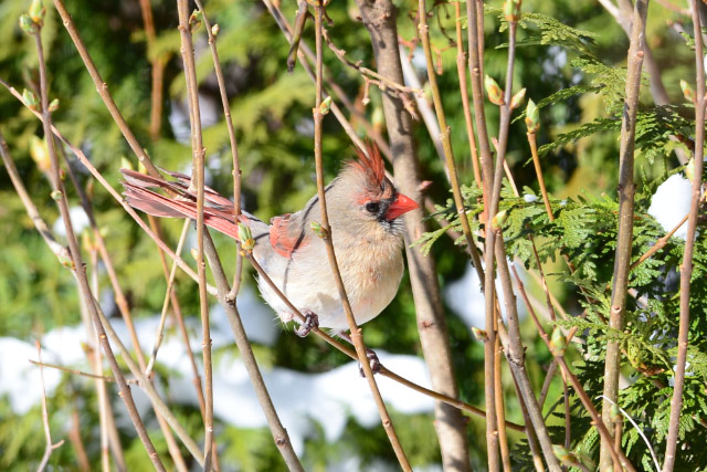 little bird links