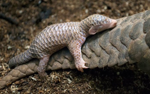 pangolin