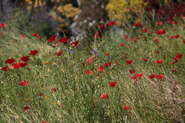 poppies