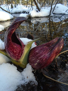 skunk_cabbage