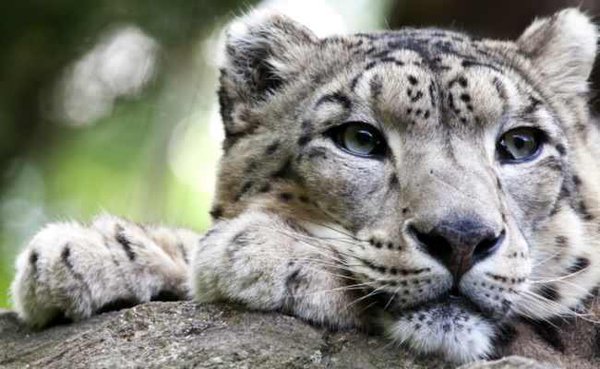 snow_leopard