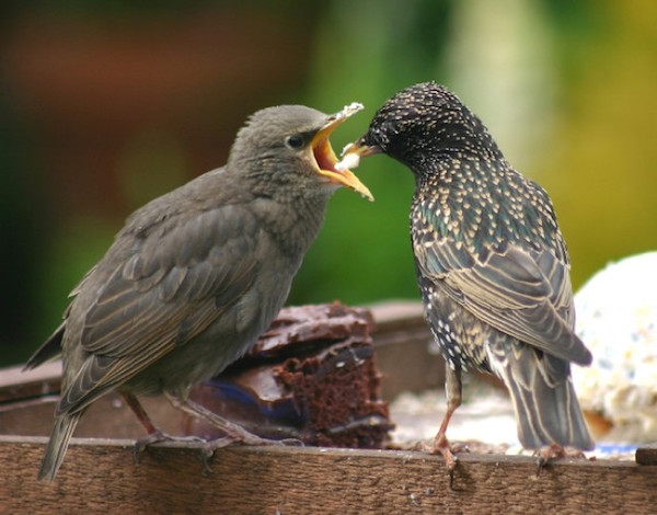 starlings