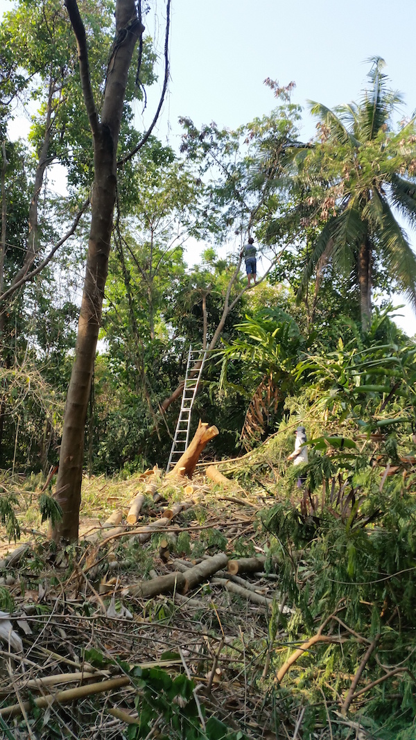 thailand_pruning