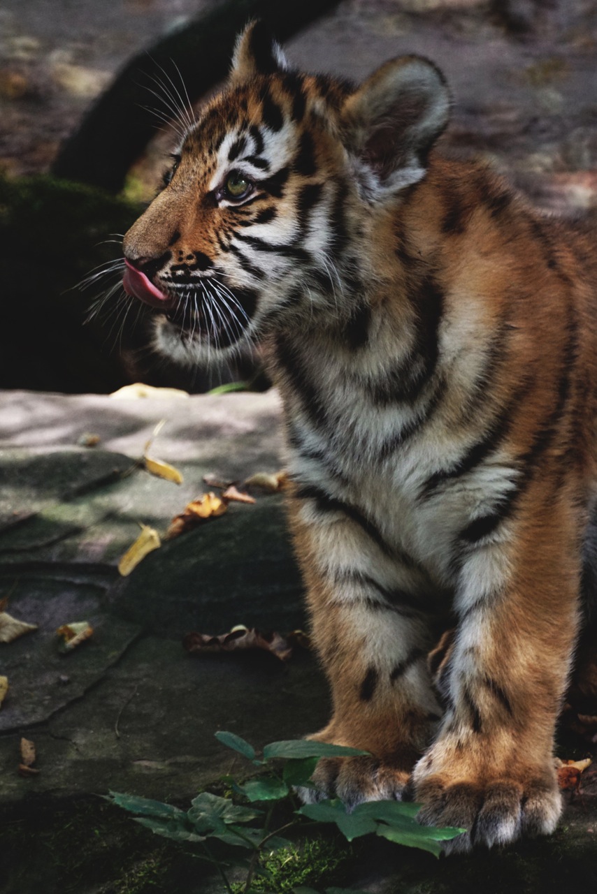 tiger cub links