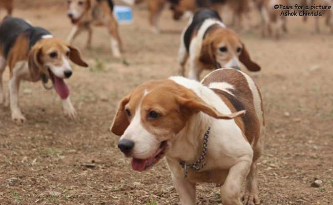 Beagles links