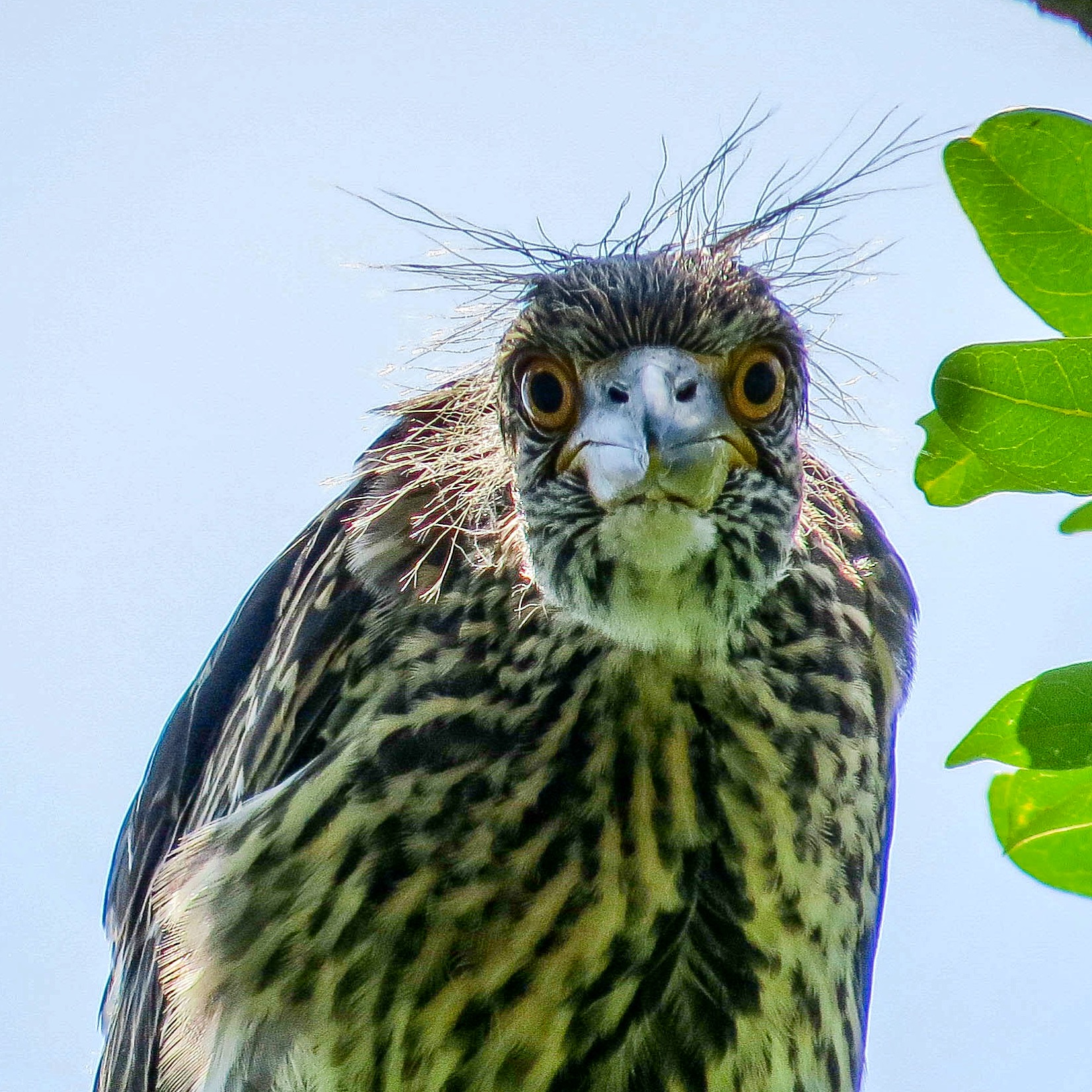 Juvenile yellow-crowned night heron links