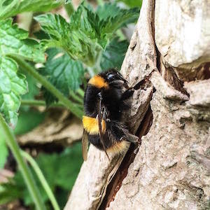 bee_300