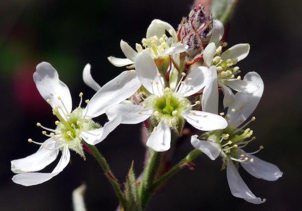 blossom