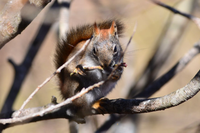 chipmunk links