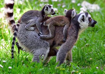 lemurs riding links