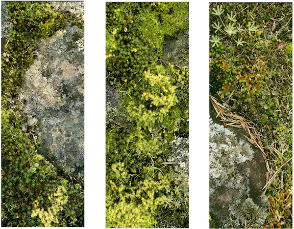 lichen-trytych