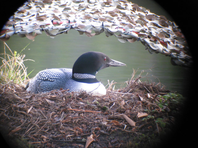 loon closeup links