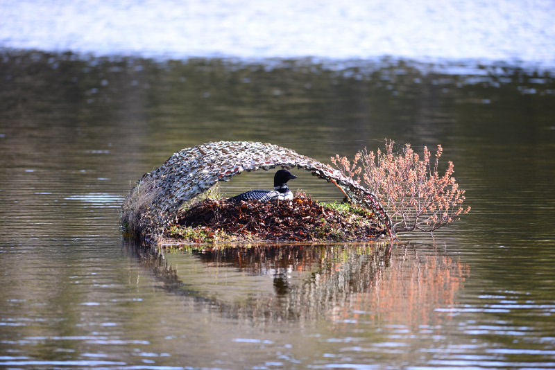 loon links