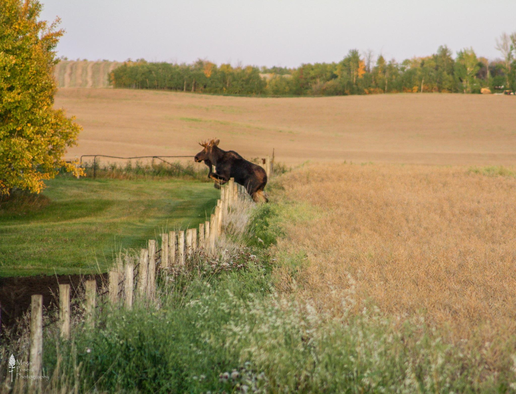 moose links