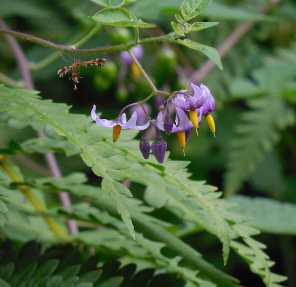 nightshade