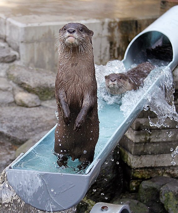 otters