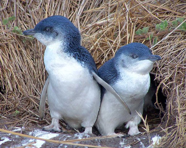 penguin