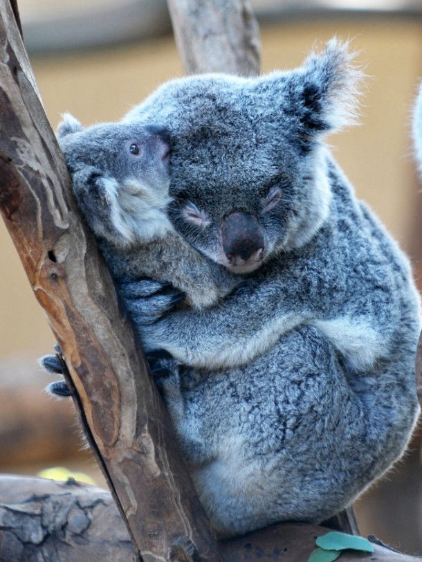 koalas links