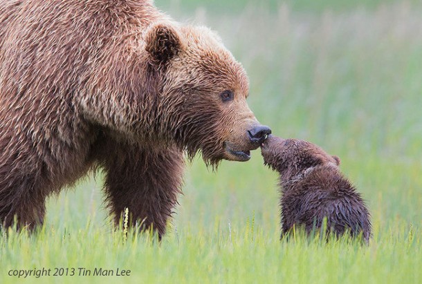 bear and cub links