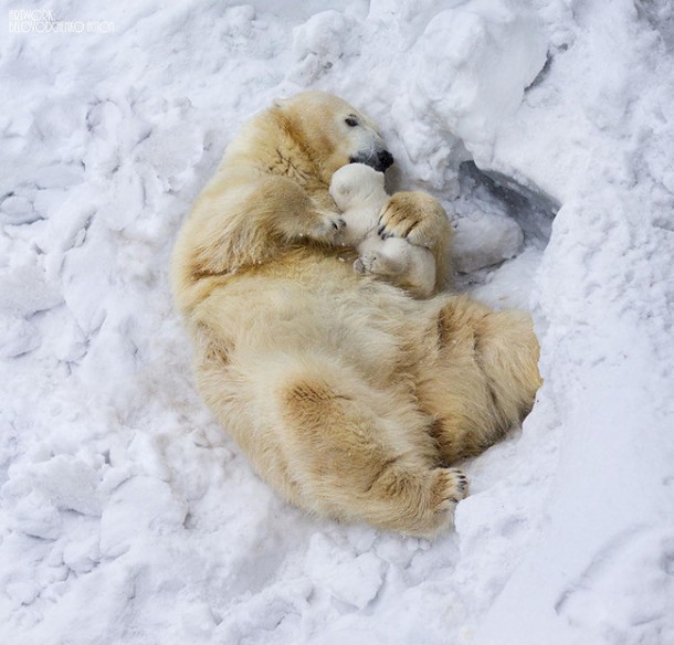 polar bear and cub links